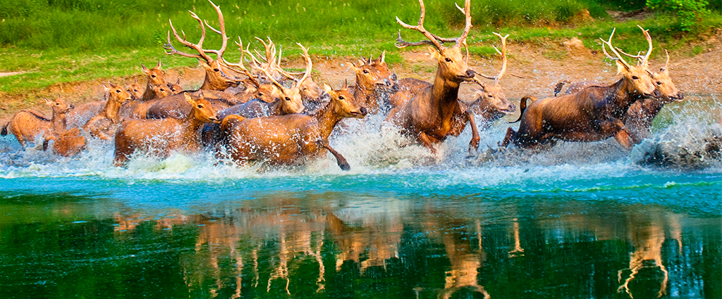 1527830385135778.jpg milu4.jpg