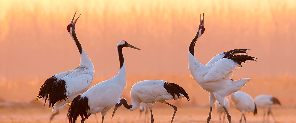 1527830354153193.jpg 1鹤.jpg