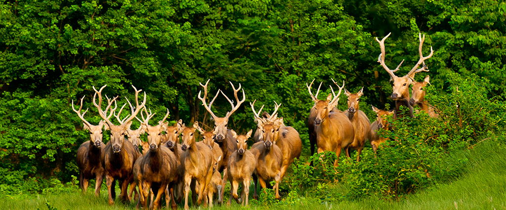 1527830439116865.jpg milu2.jpg