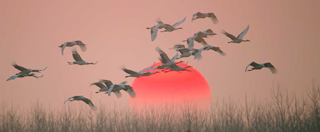 1527830358107149.jpg 2鹤.jpg