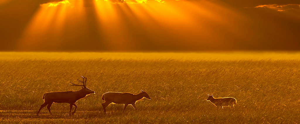 1527830381417881.jpg milu3.jpg